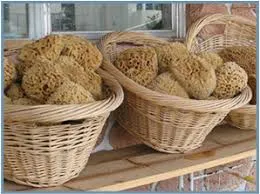 Sea Sponge