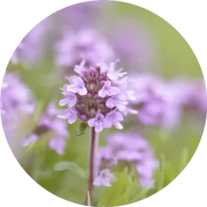 Thyme Sweet Essential Oil - Living Libations