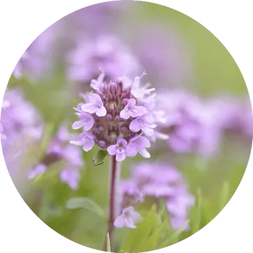 Thyme Sweet Essential Oil - Living Libations